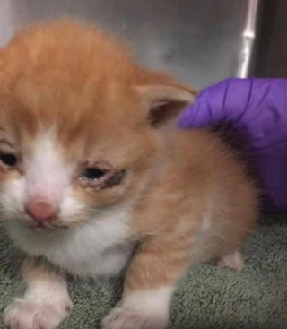 Illustration de l'article : 4 chatons errants récupérés dans un état inquiétant se serrent les coudes et avancent ensemble sur le chemin de la guérison