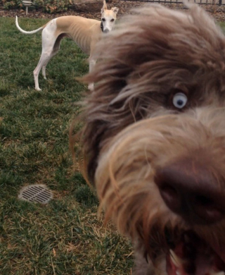 Illustration de l'article : 18 chiens blagueurs dans l'âme, dont l'activité préférée consiste à ruiner les photos !
