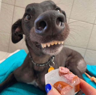 Illustration de l'article : Un ancien Lévrier de course au sourire unique découvre pour la première fois la vie de famille