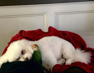 Illustration de l'article : Depuis leur première rencontre, ce Bichon Bolonais et cet Inséparable vivent une relation magique (vidéo)