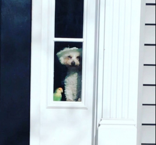 Illustration de l'article : Depuis leur première rencontre, ce Bichon Bolonais et cet Inséparable vivent une relation magique (vidéo)