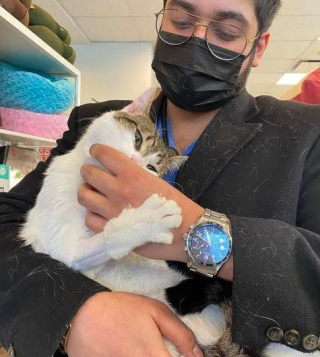 Illustration de l'article : Un chat boiteux court vers une femme en miaulant pour demander de l'aide et voit son vœu s'exaucer