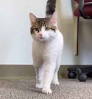 Illustration de l'article : Un chat boiteux court vers une femme en miaulant pour demander de l'aide et voit son vœu s'exaucer