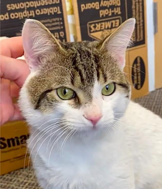 Illustration de l'article : Un chat boiteux court vers une femme en miaulant pour demander de l'aide et voit son vœu s'exaucer