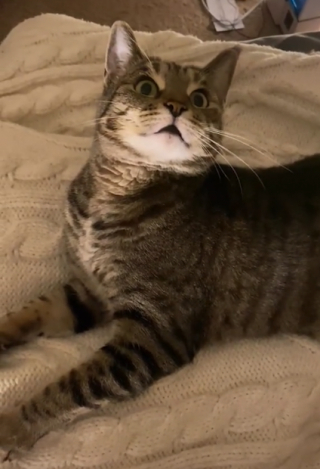 Illustration de l'article : Un chat fait sensation sur TikTok en « imitant » son adoptante qui se coiffe (vidéo)