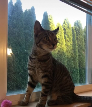 Illustration de l'article : Un chat fait sensation sur TikTok en « imitant » son adoptante qui se coiffe (vidéo)