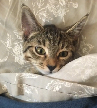 Illustration de l'article : Un chat fait sensation sur TikTok en « imitant » son adoptante qui se coiffe (vidéo)