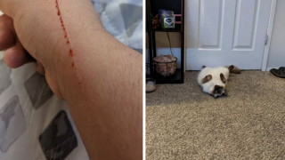 Illustration de l'article : 18 photos d'animaux de compagnie auxquels on ne peut en vouloir d'avoir fait des bêtises !