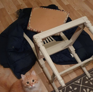 Illustration de l'article : 18 photos d'animaux de compagnie auxquels on ne peut en vouloir d'avoir fait des bêtises !