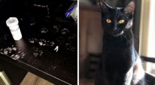 Illustration de l'article : 18 photos d'animaux de compagnie auxquels on ne peut en vouloir d'avoir fait des bêtises !