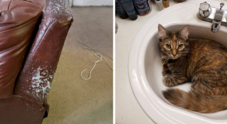 Illustration de l'article : 18 photos d'animaux de compagnie auxquels on ne peut en vouloir d'avoir fait des bêtises !