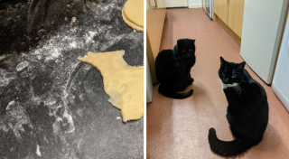 Illustration de l'article : 18 photos d'animaux de compagnie auxquels on ne peut en vouloir d'avoir fait des bêtises !