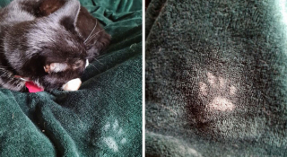 Illustration de l'article : 18 photos d'animaux de compagnie auxquels on ne peut en vouloir d'avoir fait des bêtises !