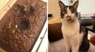 Illustration de l'article : 18 photos d'animaux de compagnie auxquels on ne peut en vouloir d'avoir fait des bêtises !