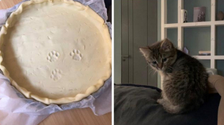 Illustration de l'article : 18 photos d'animaux de compagnie auxquels on ne peut en vouloir d'avoir fait des bêtises !