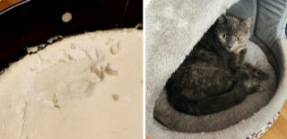 Illustration de l'article : 18 photos d'animaux de compagnie auxquels on ne peut en vouloir d'avoir fait des bêtises !