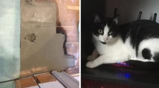 Illustration de l'article : 18 photos d'animaux de compagnie auxquels on ne peut en vouloir d'avoir fait des bêtises !