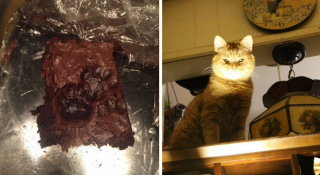 Illustration de l'article : 18 photos d'animaux de compagnie auxquels on ne peut en vouloir d'avoir fait des bêtises !