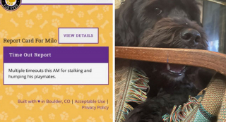 Illustration de l'article : 18 photos d'animaux de compagnie auxquels on ne peut en vouloir d'avoir fait des bêtises !