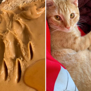 Illustration de l'article : 18 photos d'animaux de compagnie auxquels on ne peut en vouloir d'avoir fait des bêtises !