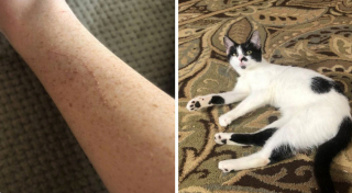 Illustration de l'article : 18 photos d'animaux de compagnie auxquels on ne peut en vouloir d'avoir fait des bêtises !