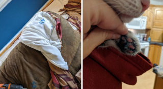 Illustration de l'article : 18 photos d'animaux de compagnie auxquels on ne peut en vouloir d'avoir fait des bêtises !