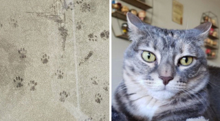 Illustration de l'article : 18 photos d'animaux de compagnie auxquels on ne peut en vouloir d'avoir fait des bêtises !