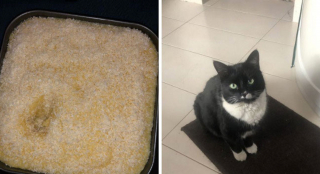 Illustration de l'article : 18 photos d'animaux de compagnie auxquels on ne peut en vouloir d'avoir fait des bêtises !