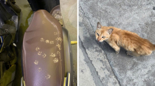 Illustration de l'article : 18 photos d'animaux de compagnie auxquels on ne peut en vouloir d'avoir fait des bêtises !