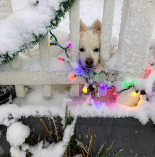Illustration de l'article : 9 photos d'animaux fascinés par les flocons de neige