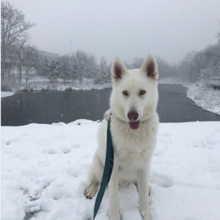 Illustration de l'article : 9 photos d'animaux fascinés par les flocons de neige