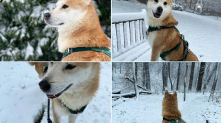 Illustration de l'article : 9 photos d'animaux fascinés par les flocons de neige