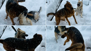 Illustration de l'article : 9 photos d'animaux fascinés par les flocons de neige