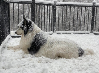Illustration de l'article : 9 photos d'animaux fascinés par les flocons de neige