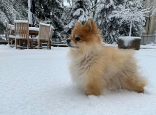 Illustration de l'article : 9 photos d'animaux fascinés par les flocons de neige