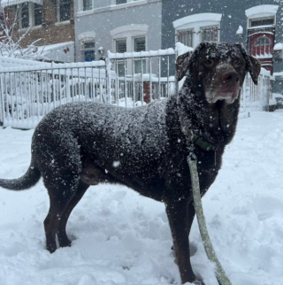 Illustration de l'article : 9 photos d'animaux fascinés par les flocons de neige