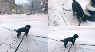 Illustration de l'article : 9 photos d'animaux fascinés par les flocons de neige