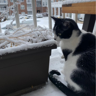 Illustration de l'article : 9 photos d'animaux fascinés par les flocons de neige