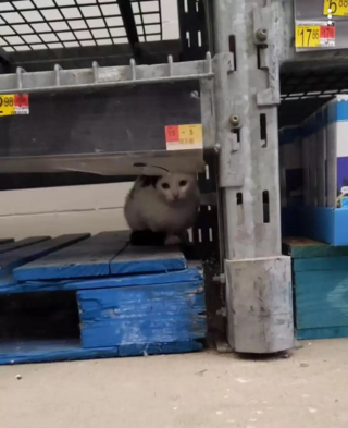 Illustration de l'article : En faisant ses courses, elle rencontre un chaton caché dans un rayon et décide de lui offrir la vie qu'il mérite (vidéo)