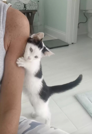 Illustration de l'article : En faisant ses courses, elle rencontre un chaton caché dans un rayon et décide de lui offrir la vie qu'il mérite (vidéo)