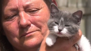 Illustration de l'article : Une caméra filme une femme en train d'abandonner un chaton dans une boîte à dons : une enquête est ouverte