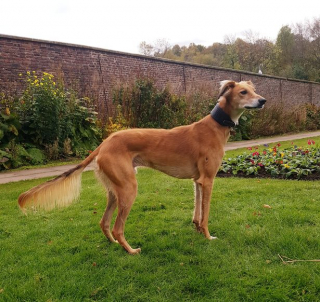 Illustration de l'article : Un chien « physiquement et mentalement brisé » compte sur l'amour des bénévoles pour se reconstruire