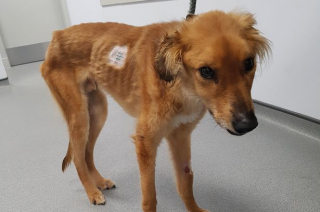 Illustration de l'article : Un chien « physiquement et mentalement brisé » compte sur l'amour des bénévoles pour se reconstruire