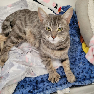 Illustration de l'article : Une chatte errante demande de l'aide à des humains après avoir mis bas dans leur jardin