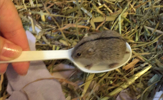 Illustration de l'article : Ces 13 photos d'animaux de compagnie minuscules raviront tous les cœurs
