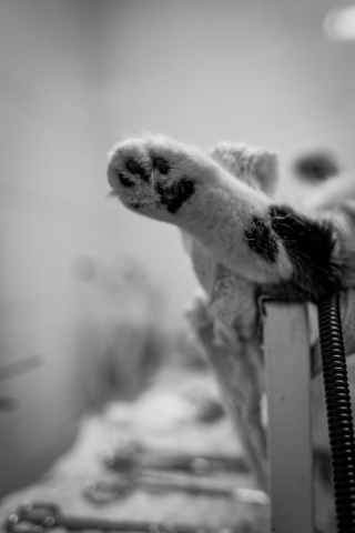 Illustration de l'article : 16 belles photos résumant le travail quotidien des bénévoles d'un refuge