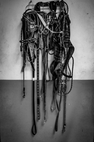 Illustration de l'article : 16 belles photos résumant le travail quotidien des bénévoles d'un refuge