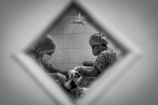 Illustration de l'article : 16 belles photos résumant le travail quotidien des bénévoles d'un refuge