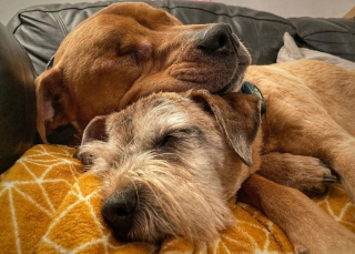 Illustration de l'article : Un petit chien senior endosse le rôle de grand frère et de guide de randonnée pour son compagnon aveugle (vidéo)