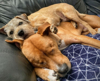 Illustration de l'article : Un petit chien senior endosse le rôle de grand frère et de guide de randonnée pour son compagnon aveugle (vidéo)